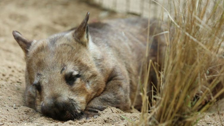 A wombat lies sleeping in the sand.