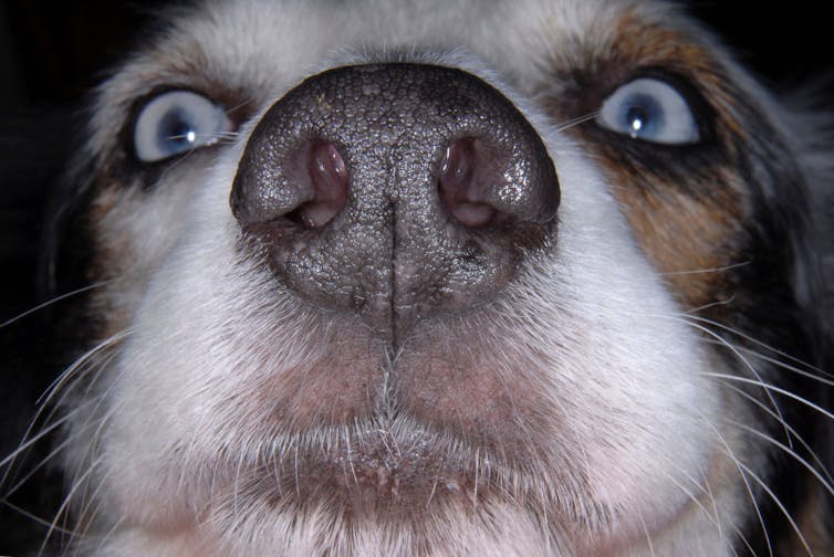 A close up of a dog's nose.