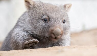 why wombats have such whiskery snouts