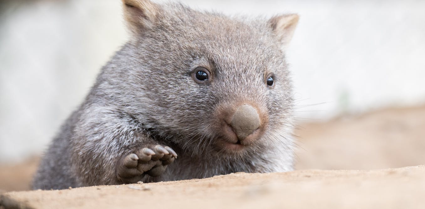 why wombats have such whiskery snouts