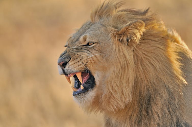 Close-up of male African lion showing the Flehmen response, which looks like a snarl.