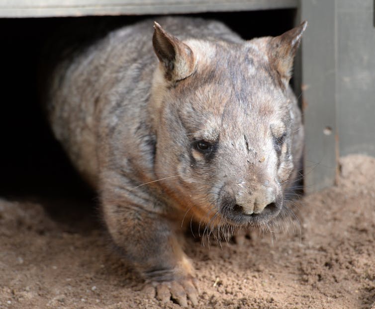 A southern hairy-nosed wombat walks out of a den in a zoo.