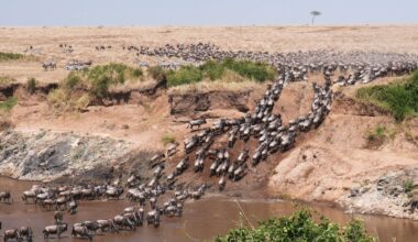 satellites and AI are helping count Africa’s wildlife