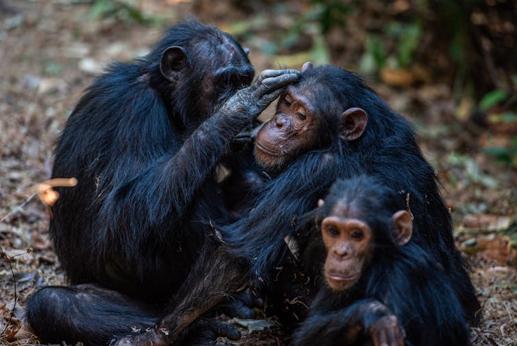 Chimpanzees grooming each other