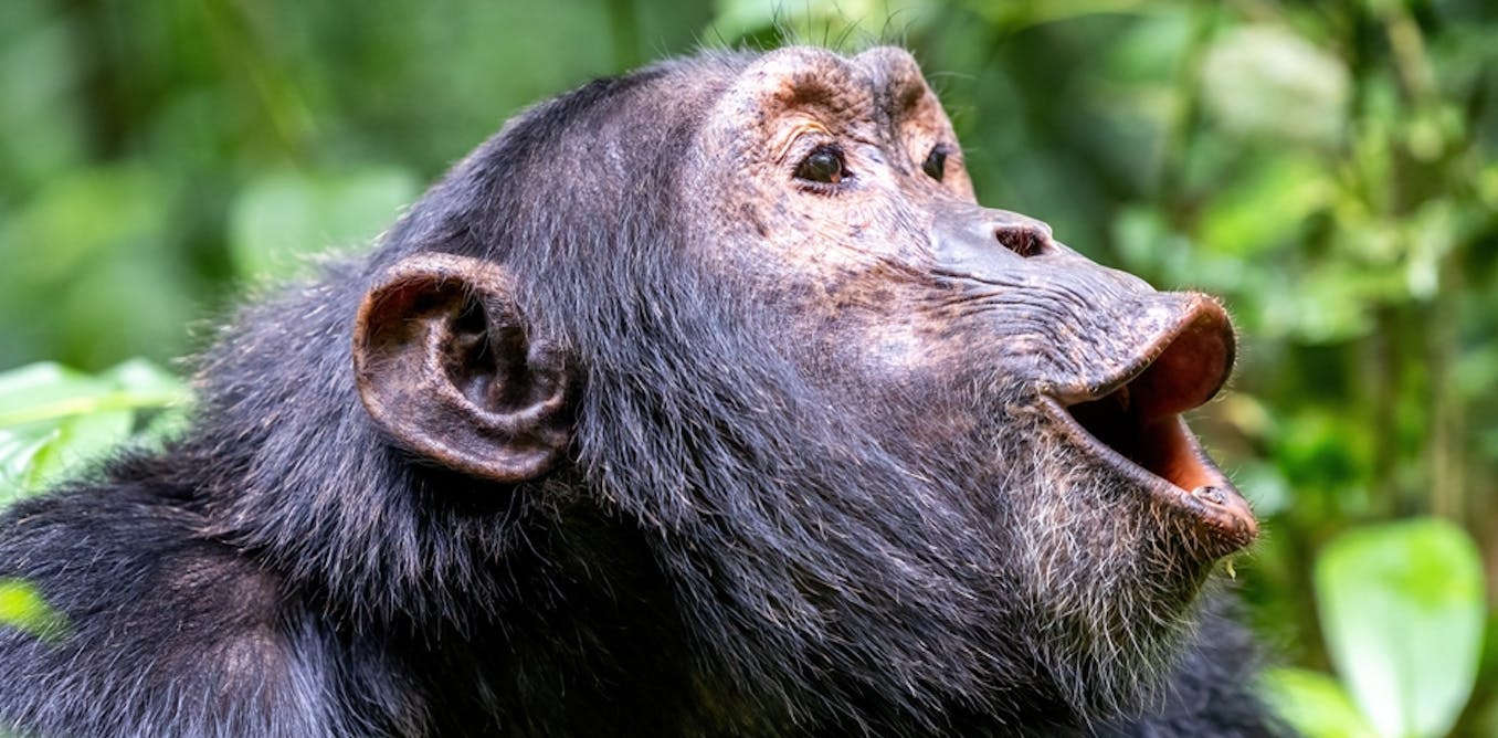 When chimps helped cool the planet