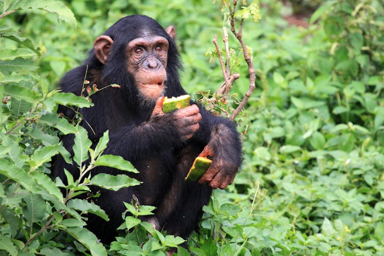 Chimp eating fruit