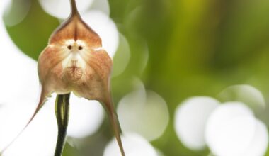 Famous monkey-face ‘Dracula’ orchids are vanishing in the wild