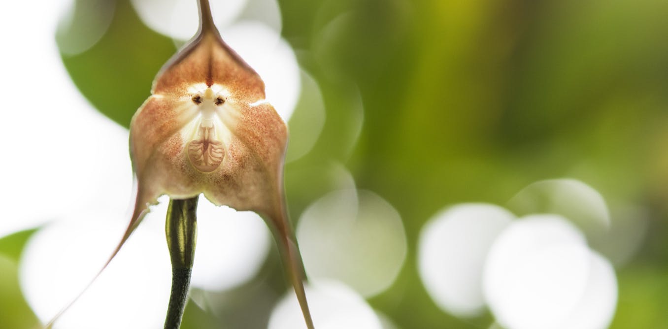 Famous monkey-face ‘Dracula’ orchids are vanishing in the wild