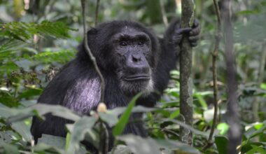 New discovery reveals chimpanzees in Uganda use flying insects to tend their wounds