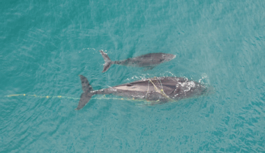 More whales are getting tangled in fishing gear and shark nets. Here’s what we can do