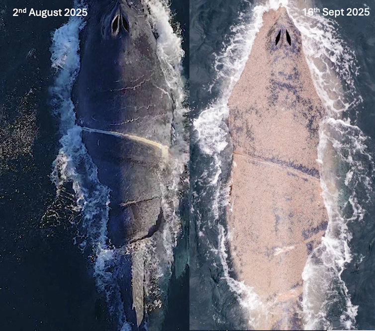 Two aerial photos of a while show it just after it was entangled, and relatively health, and then much skinnier and covered with sea lice.