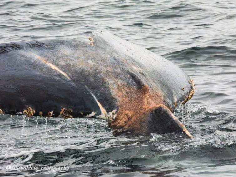 A photo of a whale back shows the lines where ropes have cut in.