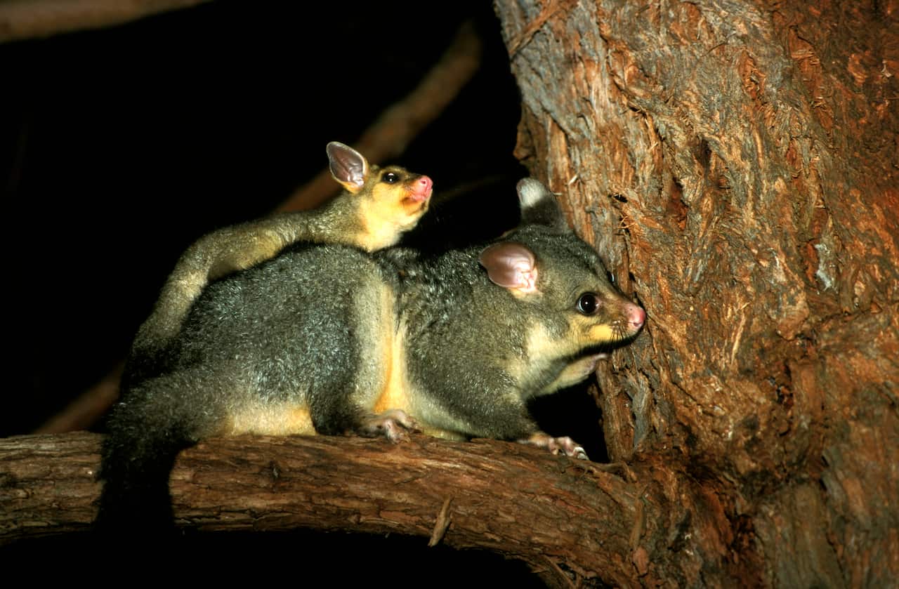 A brushtail possum on a tree branch, with a baby possum on its back.