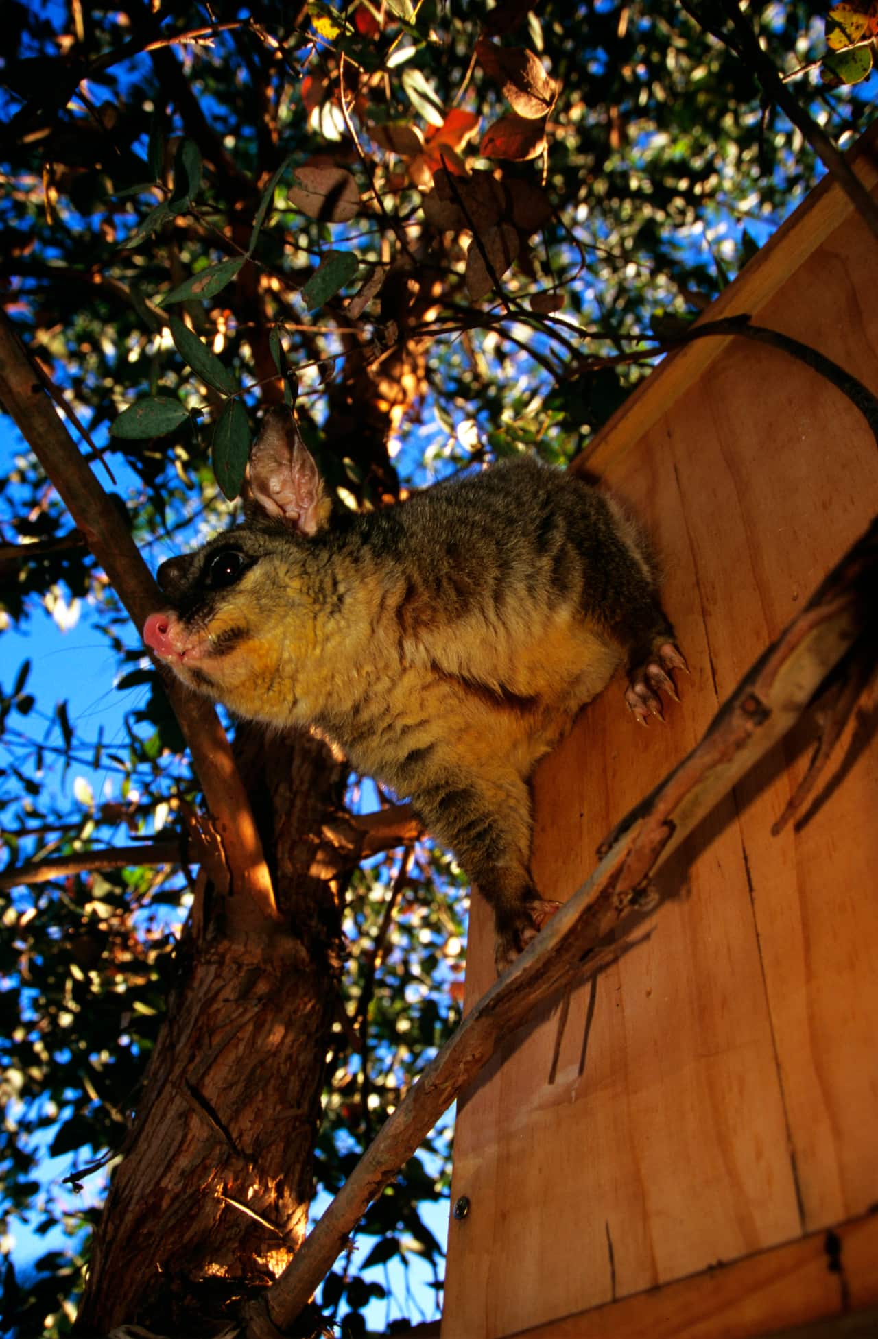 A possum peeking out of a nestbox in a tree under a blue sky.