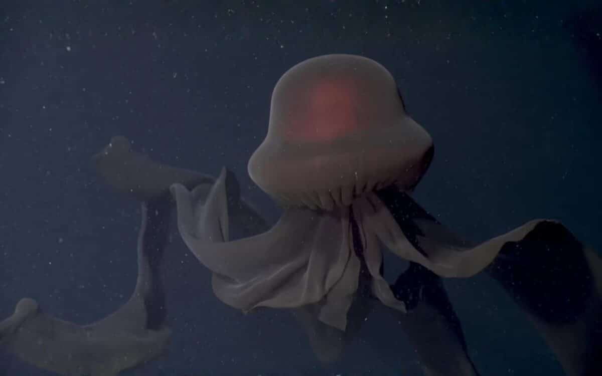 Giant Phantom Jellyfish (stygiomedusa Gigantea). Credit Shutterstock
