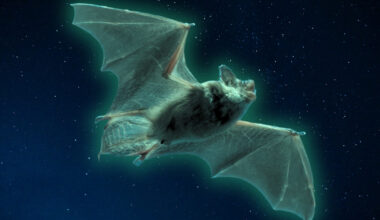 Bats in The US Can Glow Ghostly Green, And Scientists Have No Idea Why : ScienceAlert