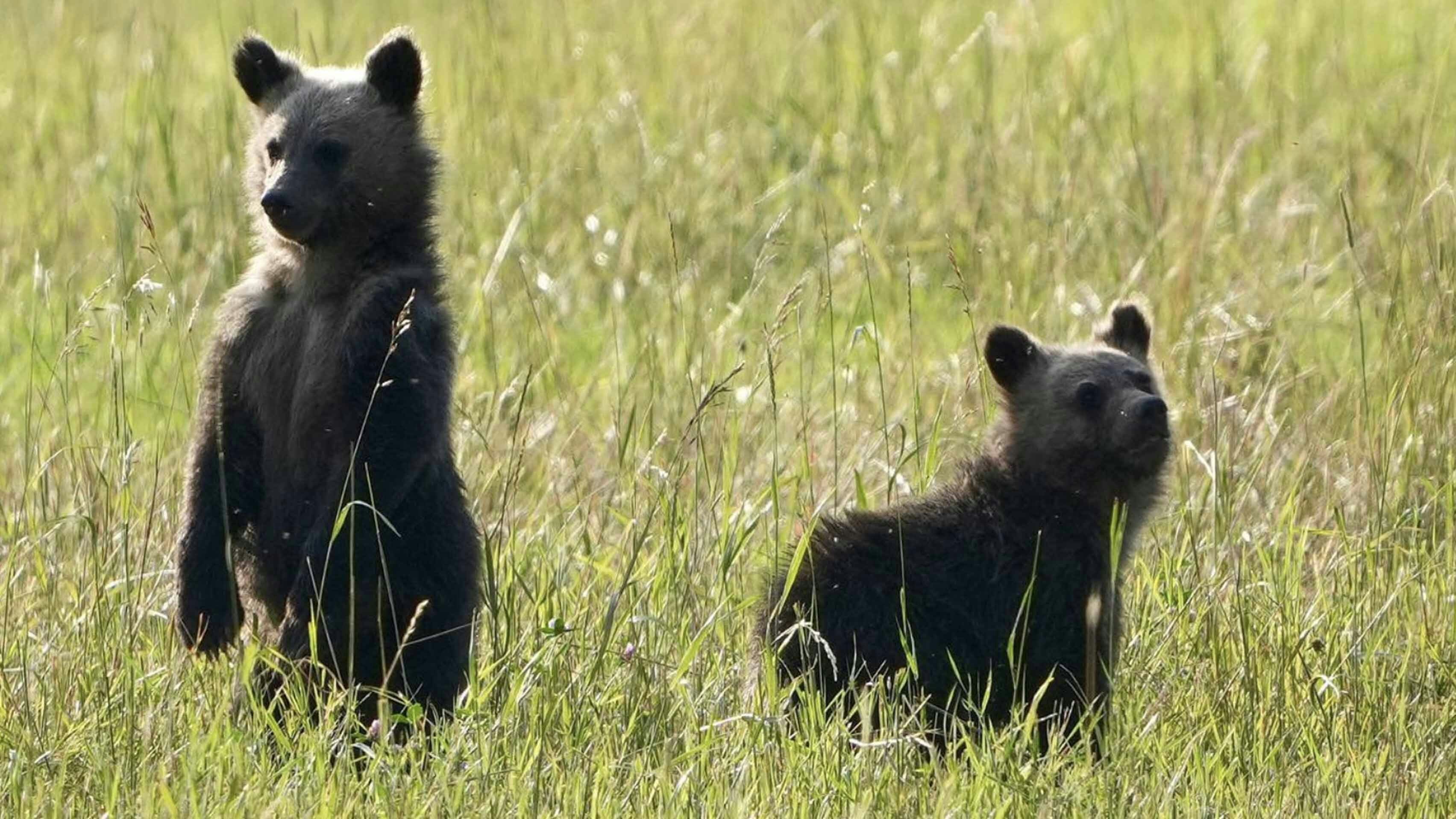 Tom Miner Basin is known for its significant grizzly bear population. Located just north of Yellowstone National Park, the basin is home to an estimated 40 grizzlies, part of the larger Greater Yellowstone Ecosystem.
