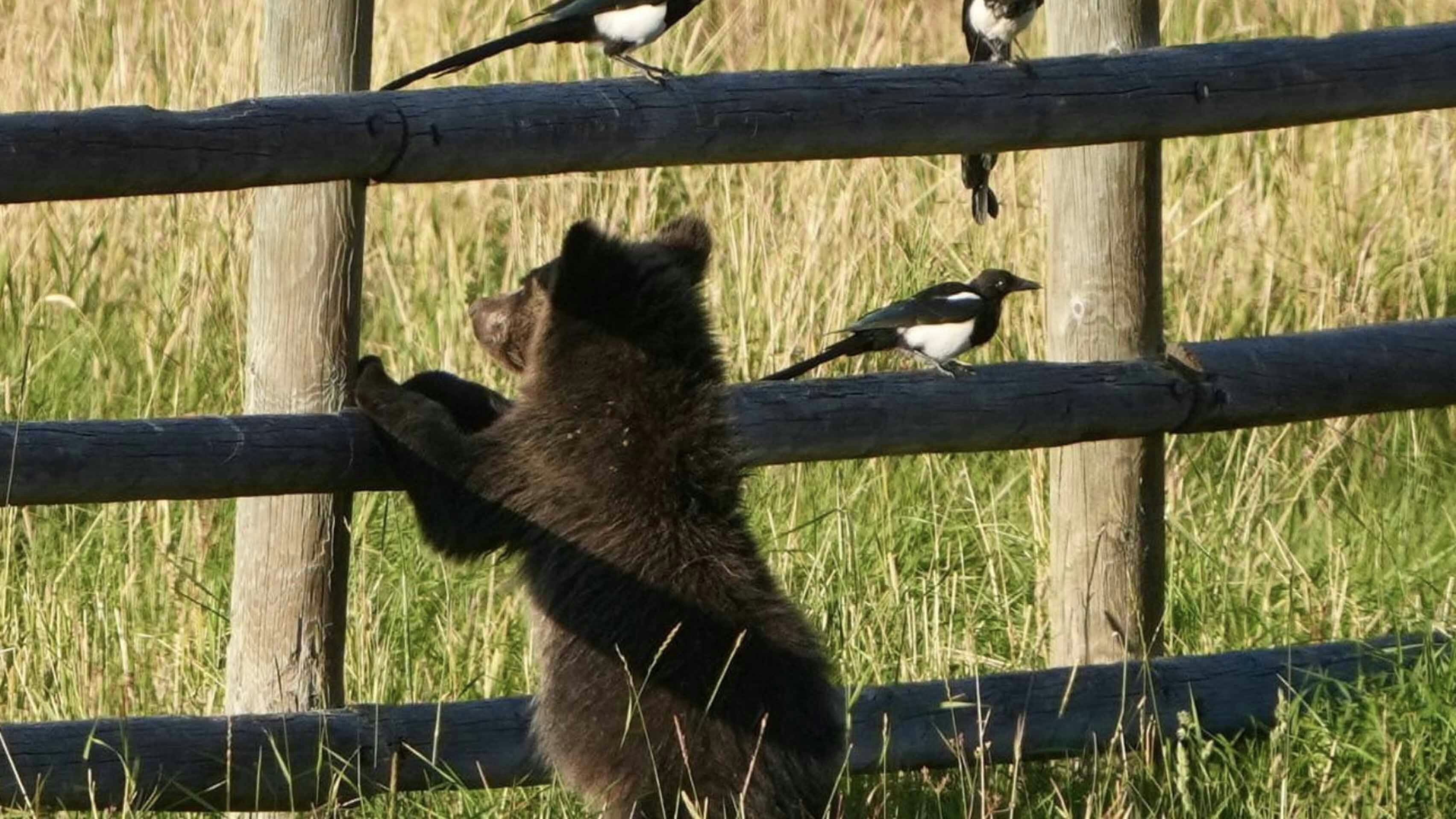 Tom Miner Basin is known for its significant grizzly bear population. Located just north of Yellowstone National Park, the basin is home to an estimated 40 grizzlies, part of the larger Greater Yellowstone Ecosystem.