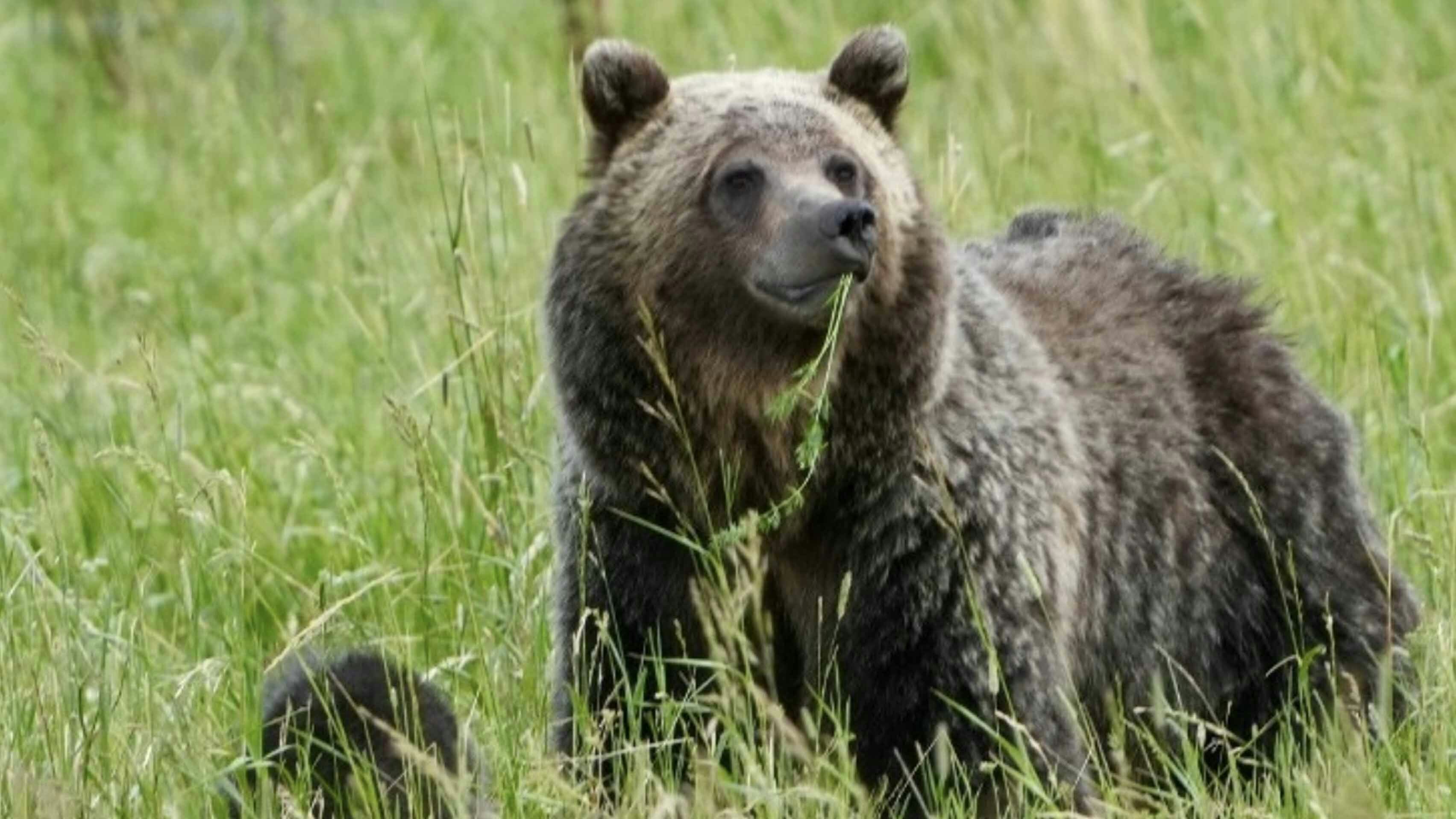 Tom Miner Basin is known for its significant grizzly bear population. Located just north of Yellowstone National Park, the basin is home to an estimated 40 grizzlies, part of the larger Greater Yellowstone Ecosystem.