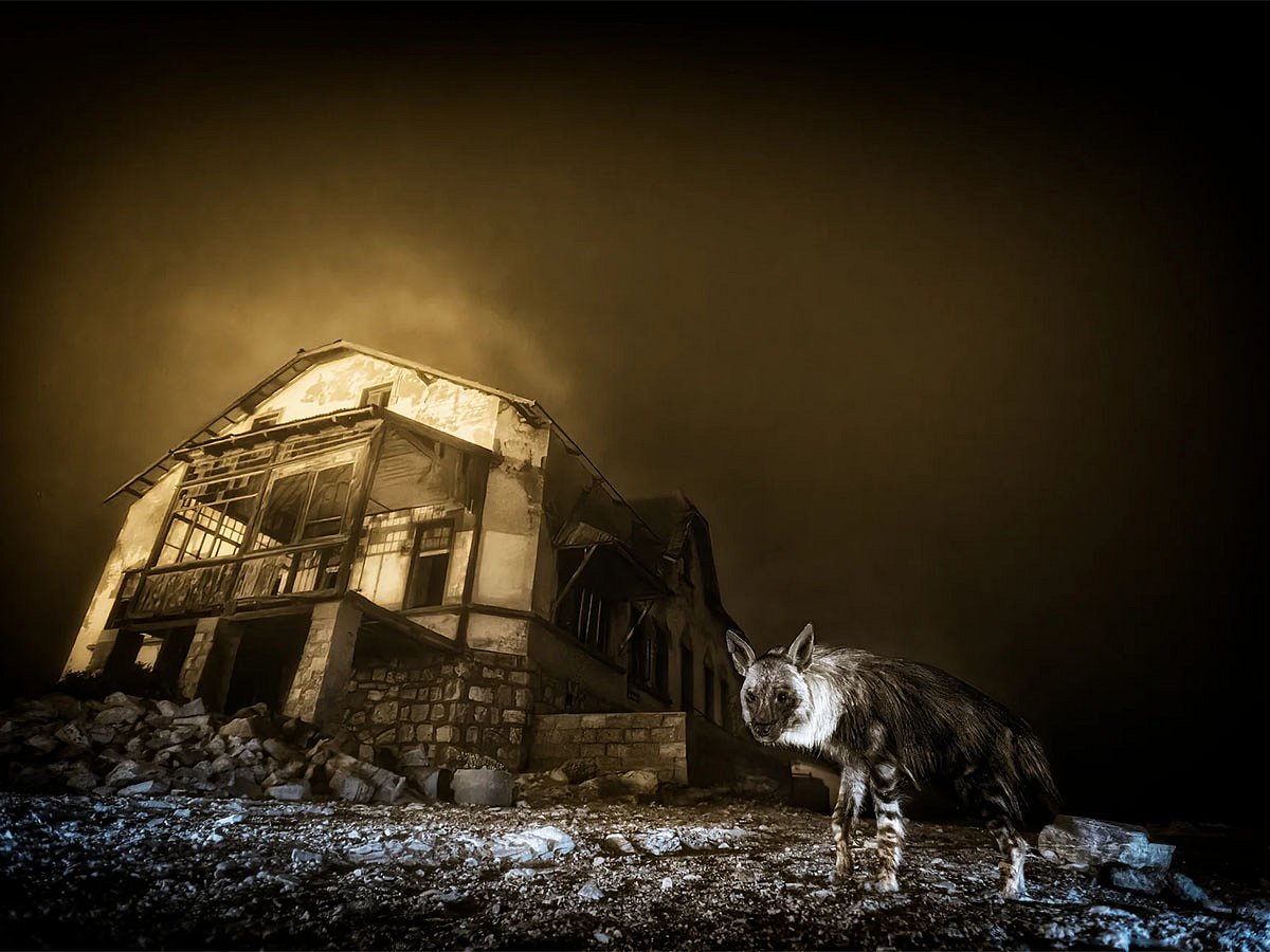 Wildlife Photographer of the year 2025 winners