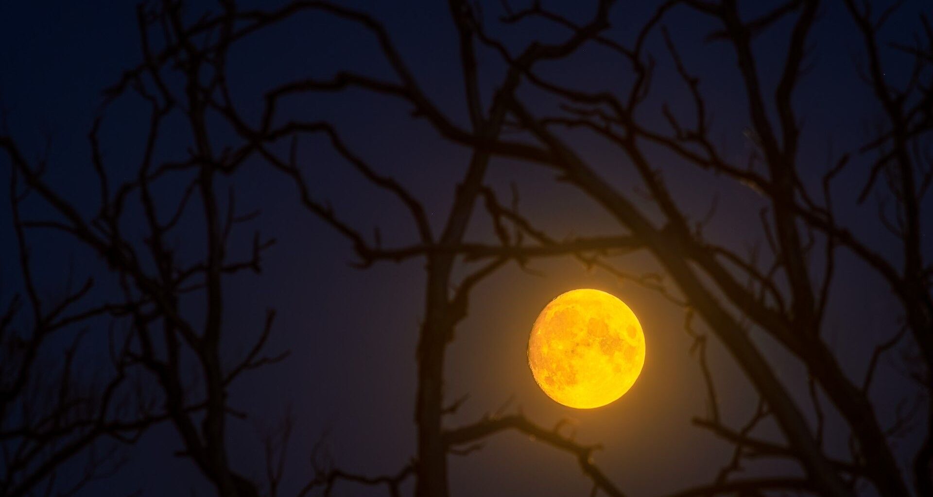 a bright moon glows orange between branches of a tree