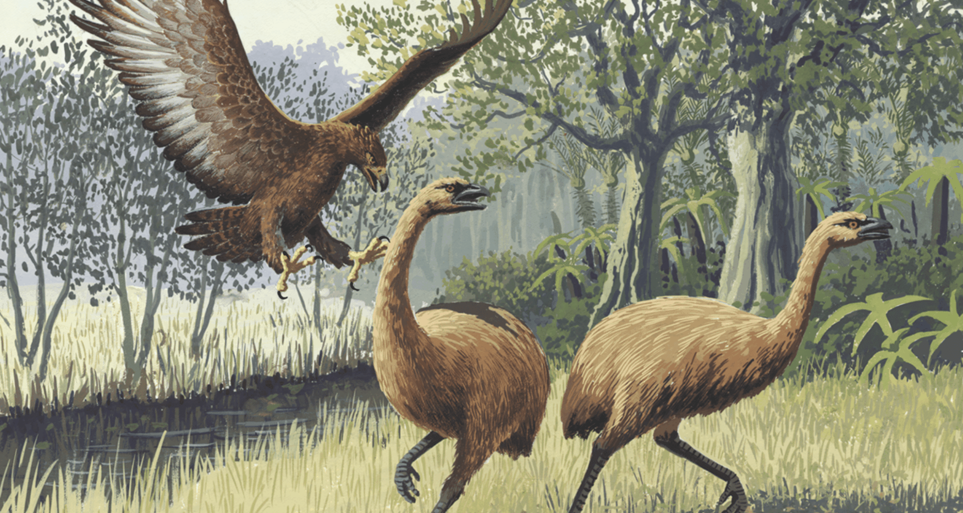 Haast’s Eagle The Giant Predator That Ruled New Zealand Skies