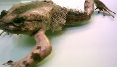 Hairy Frog: The Wolverine Frog That Breaks Its Bones To Make Claws When Threatened