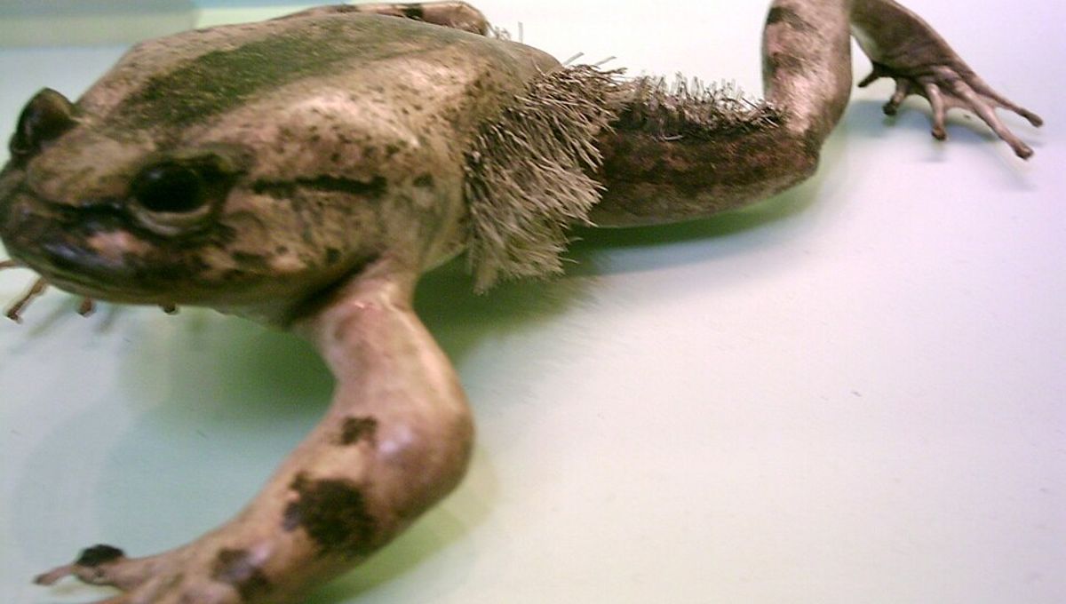 Hairy Frog: The Wolverine Frog That Breaks Its Bones To Make Claws When Threatened