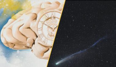 The human brain as a clock and the Comet Lemmon.