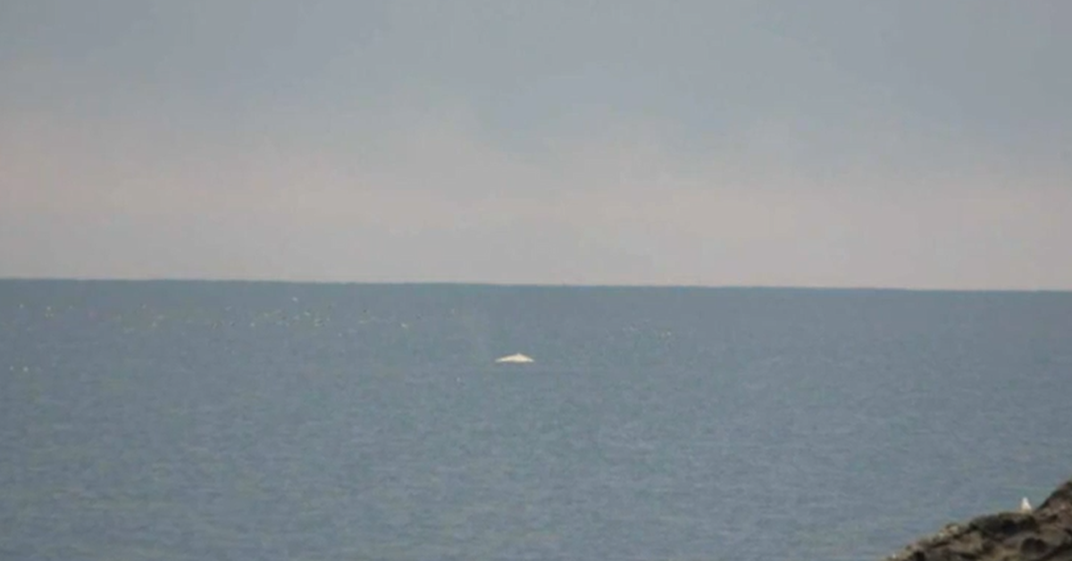 Hopes white whale spotted off New Zealand coast could be elusive Migaloo