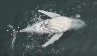 Young humpback whale found dead in shark nets off Wombarra Beach, Wollongong