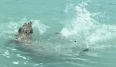 Wild footage shows the moment croc 'comes charging' for angler's catch