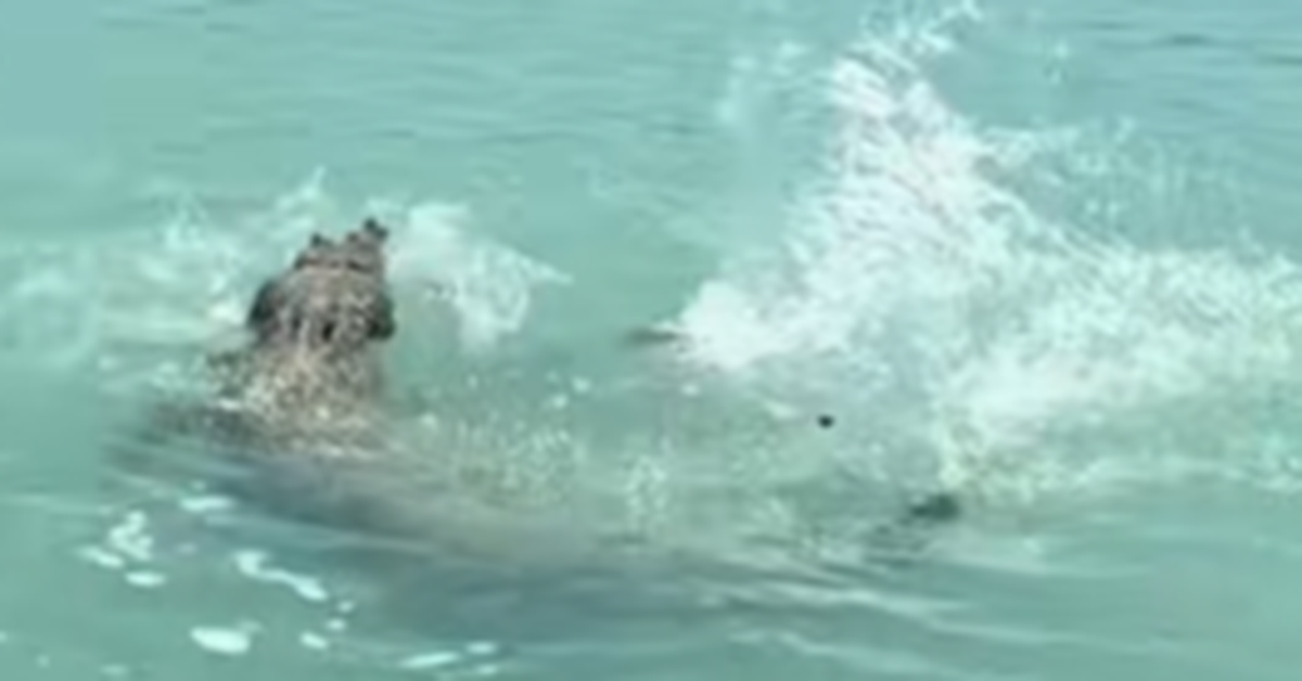 Wild footage shows the moment croc 'comes charging' for angler's catch