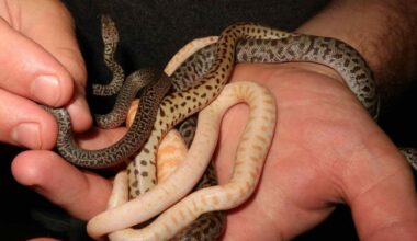 Snake breeding season: Jake makes thousands selling something most Aussies won't touch with a 10 foot pole