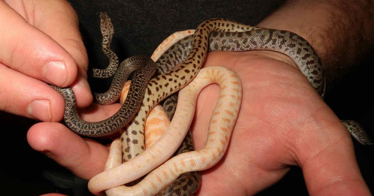 Snake breeding season: Jake makes thousands selling something most Aussies won't touch with a 10 foot pole