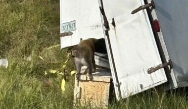 Monkeys that escaped after truck crash 'aggressive', infected with serious diseases