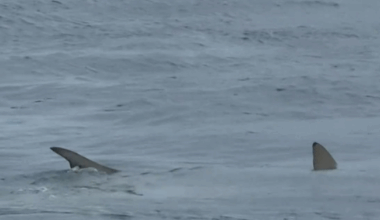 Shark feeding frenzy off popular Gold Coast surfing beach