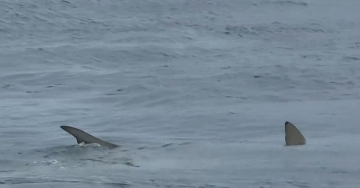 Shark feeding frenzy off popular Gold Coast surfing beach