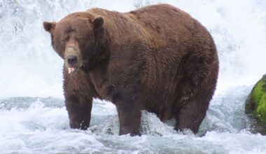 Fat Bear Week 2025 crowns a winner