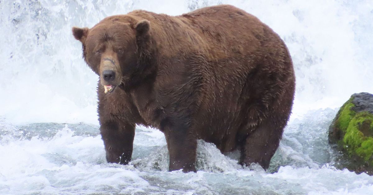 Fat Bear Week 2025 crowns a winner