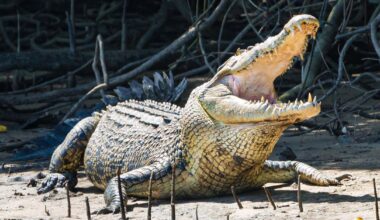 Boy in hospital after reported Queensland crocodile attack