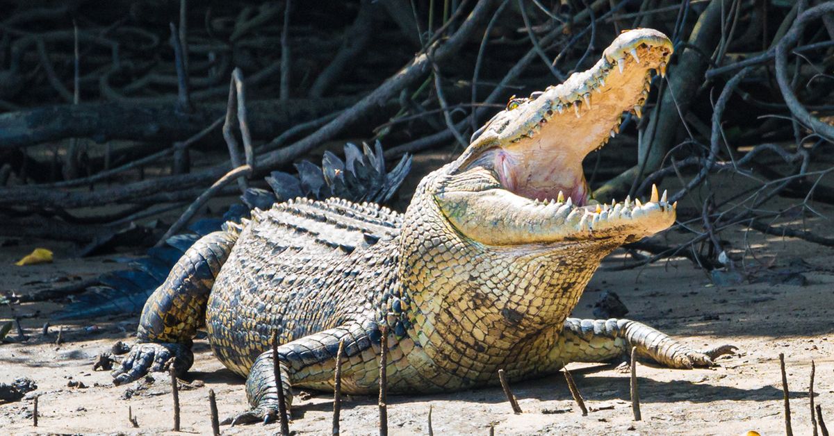 Boy in hospital after reported Queensland crocodile attack