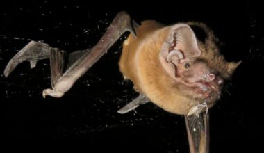 Image of a bat against a black background, with its wings folded down in mid-stroke.