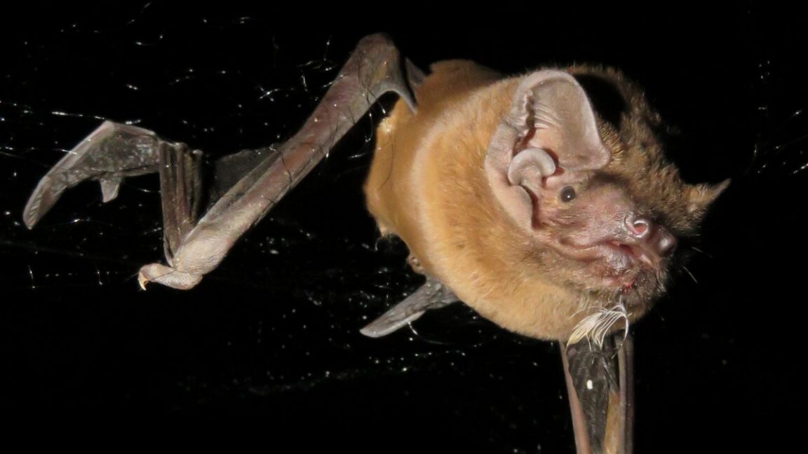 Image of a bat against a black background, with its wings folded down in mid-stroke.