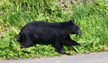 Lying face down helps prevent severe injuries in bear attacks: Japan study