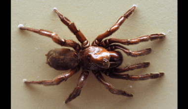 The World’s Longest-Lived Spider Died Aged 43, Leaving Behind “Lessons For Humanity And Sustainable Living”