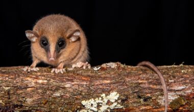 Tiny, Mask-Wearing, New-To-Science Opossum Species Discovered In The Peruvian Andes