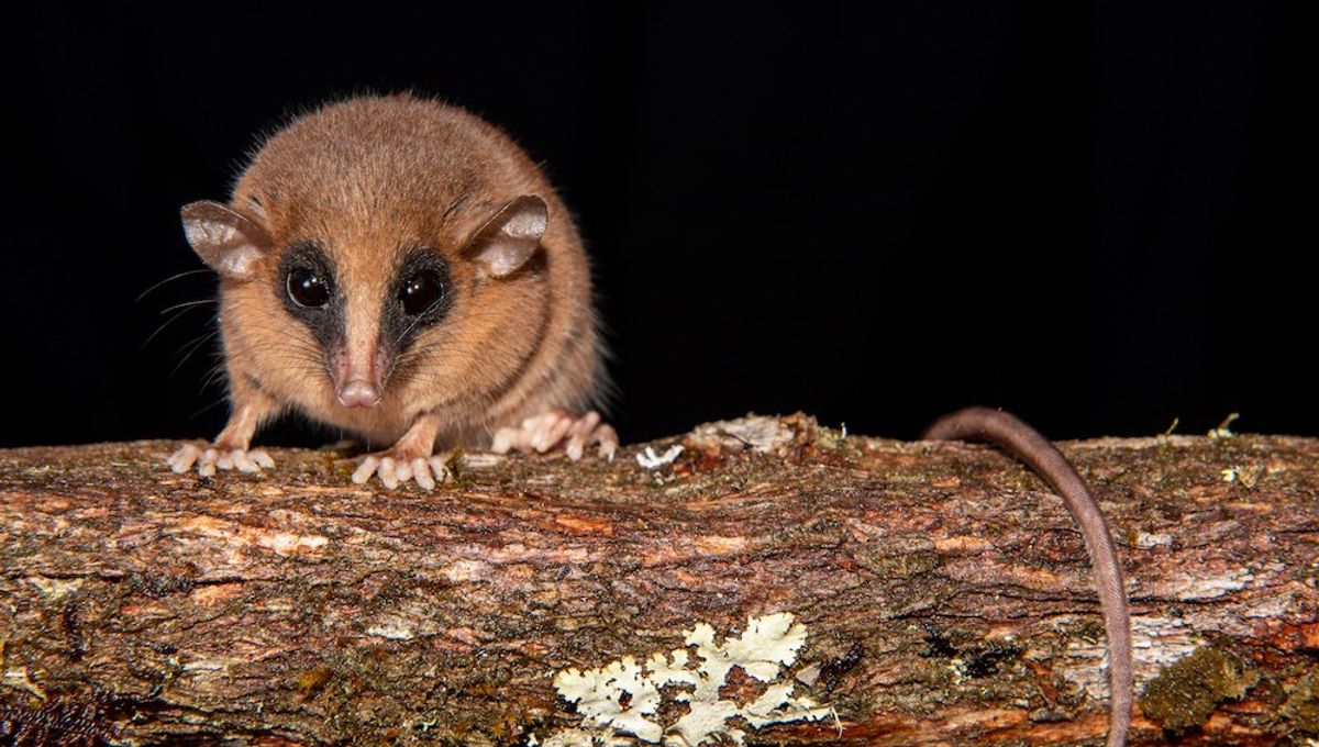 Tiny, Mask-Wearing, New-To-Science Opossum Species Discovered In The Peruvian Andes