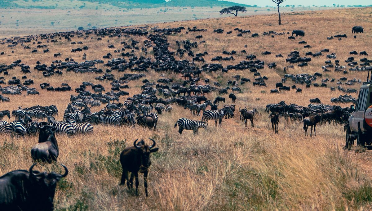 Human Movement Across The Planet Human Movement May Outweigh That Of All Wild Land Animals Combined 40 Times Over