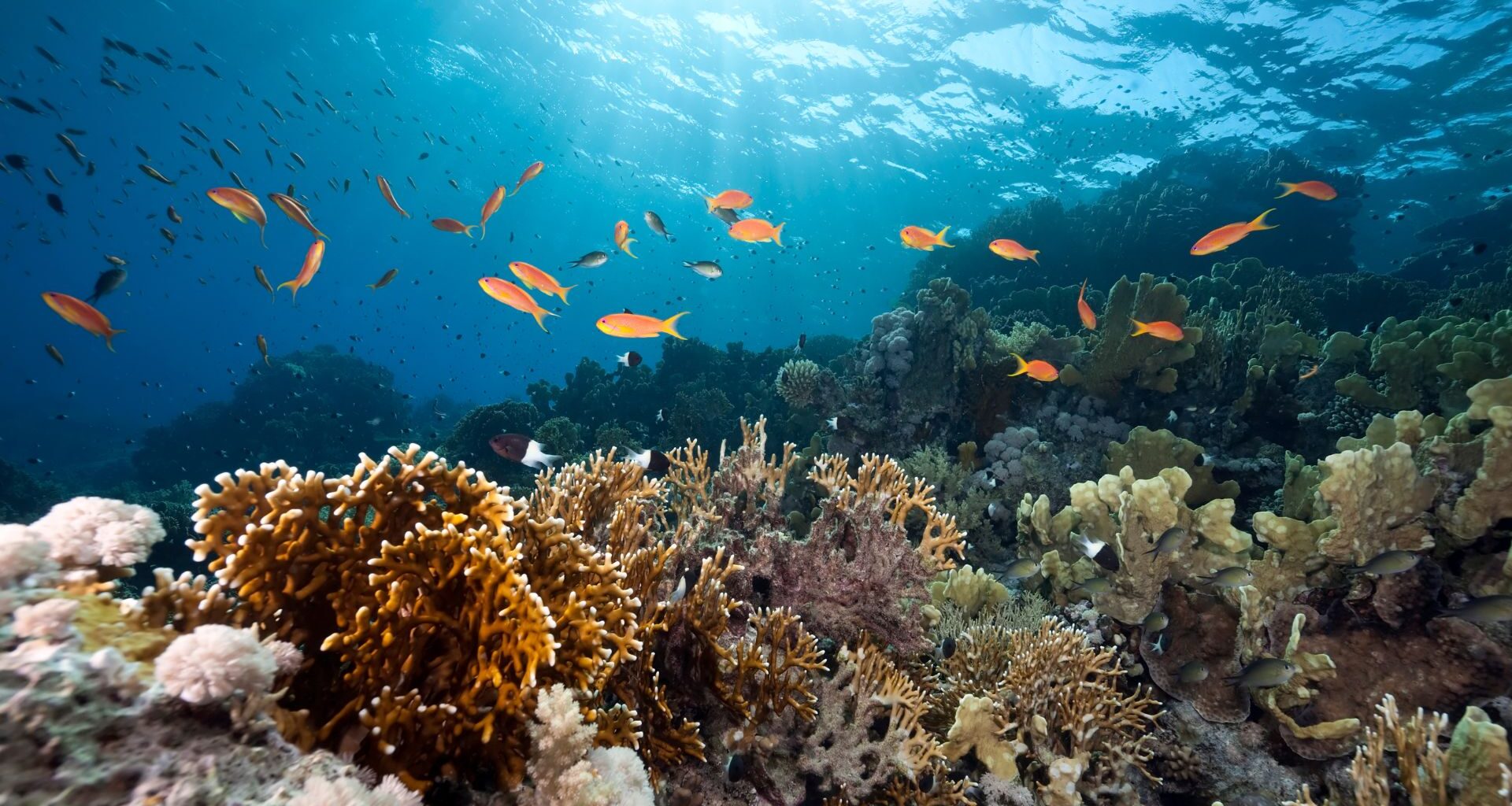 Ocean, Coral And Fish